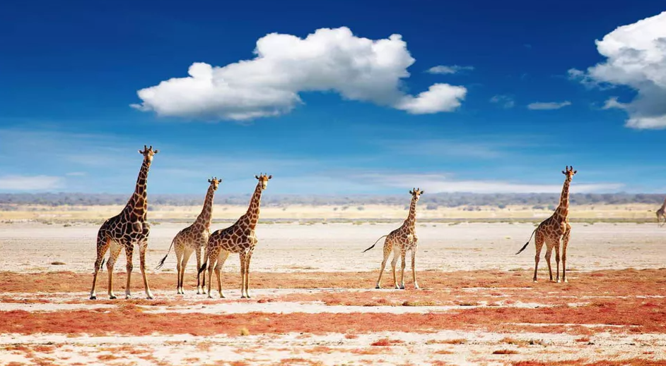 Etosha National Park, Oshikoto Region, Namibia